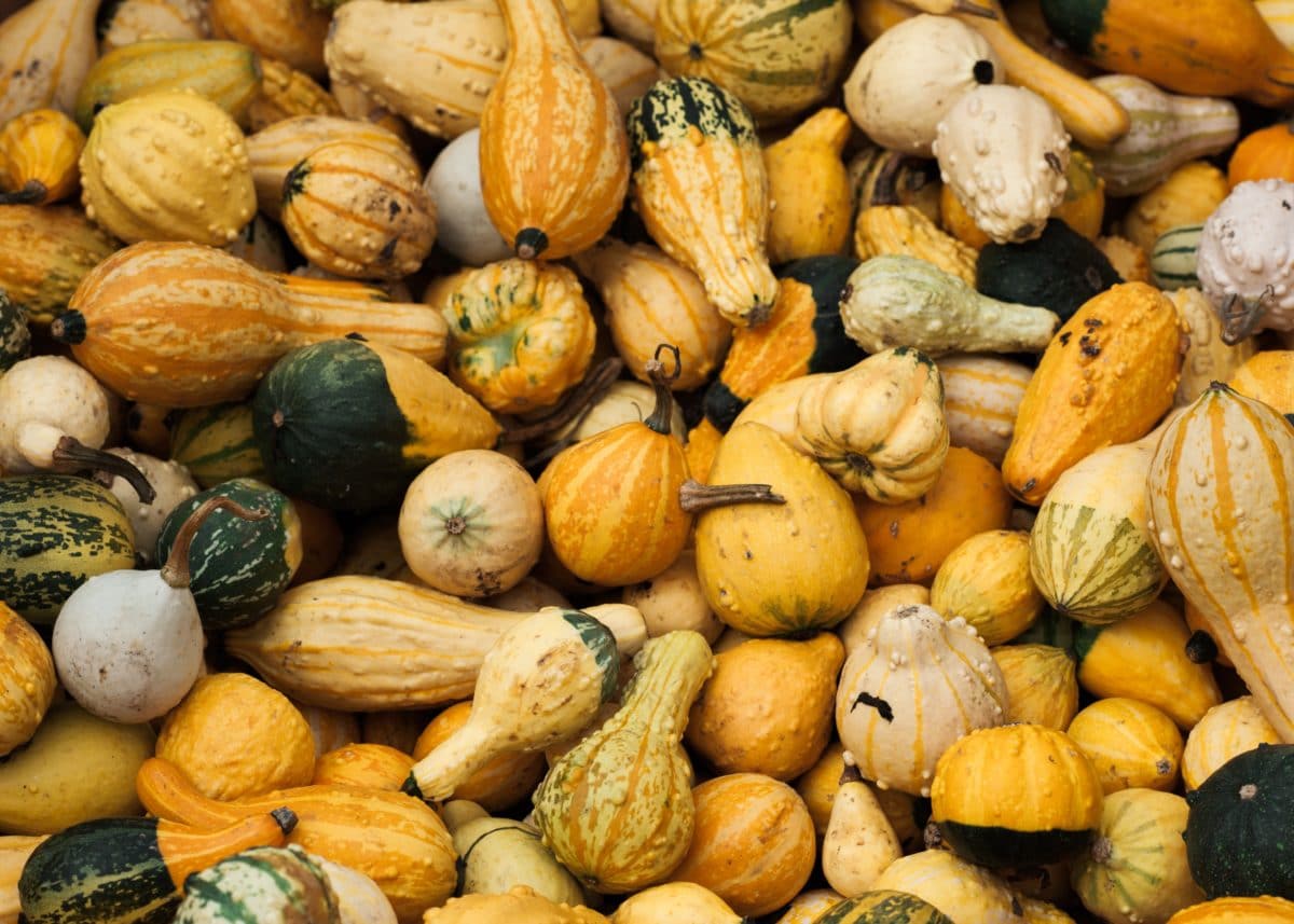 the-ethics-of-buying-squash-the-washington-institute